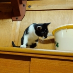 アロちゃん (7).JPG